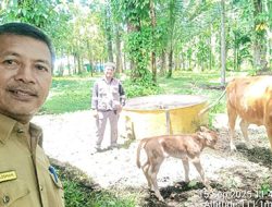 Di tengah Lika-Liku Pemulihan Pasca Pandemi, Kampung Limousin Padang Pariaman Bangkit Kembali