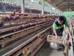 Pemkot Pariaman Salurkan 1.125 Ayam KUB untuk Dorong Kemandirian Ekonomi Masyarakat