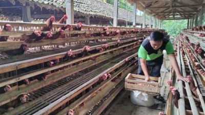 Pemkot Pariaman Salurkan 1.125 Ayam KUB untuk Dorong Kemandirian Ekonomi Masyarakat