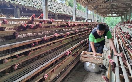 Pemkot Pariaman Salurkan 1.125 Ayam KUB untuk Dorong Kemandirian Ekonomi Masyarakat